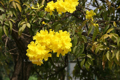 Handroanthus chrysanthus subsp. meridionalis